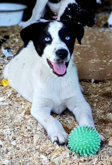 Два брата акробата