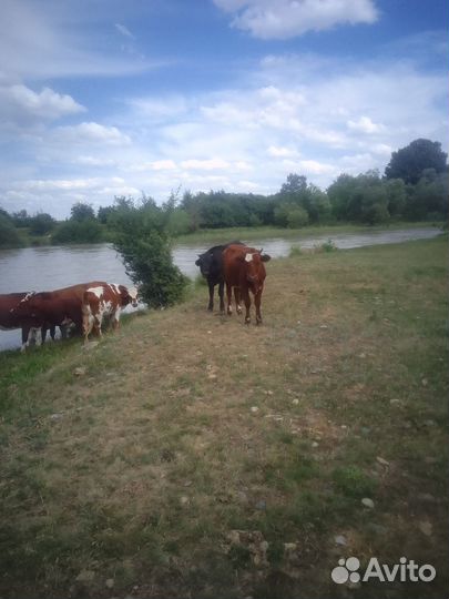 Бычки и телки