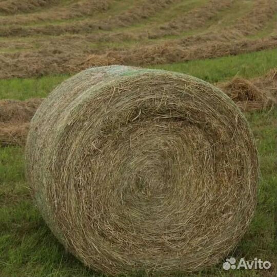 Сено в тюках
