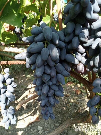 Саженцы винограда