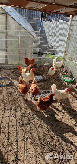 Куры молодки несушки