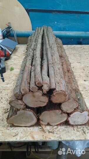 Можжевельник