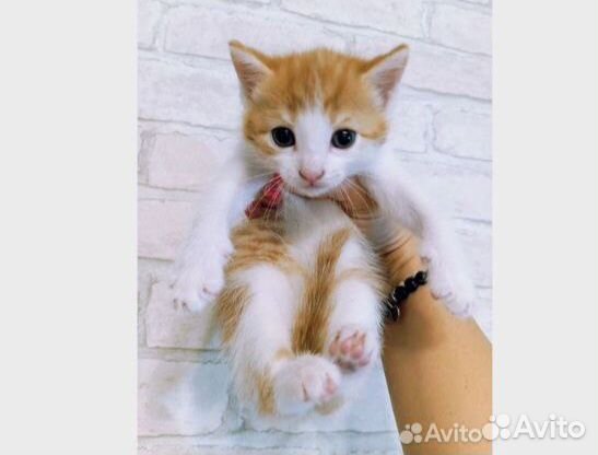 Котенок мальчик бесплатно