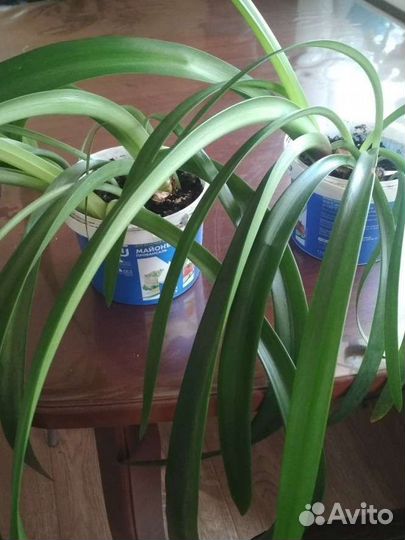 Гиппеаструм