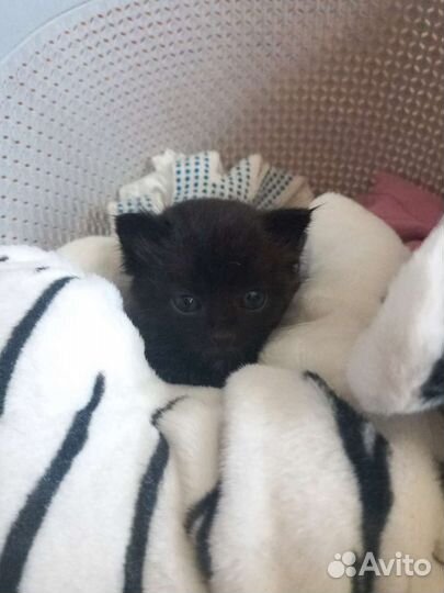 Отдаём котенка бесплатно (девочка)