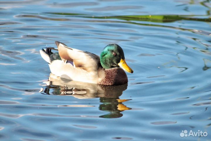 Объектив Canon 100-300mm + камера Сanon 500d