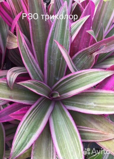 Рео пестрое (триколор)