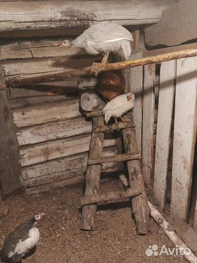 Цыцарки и куры