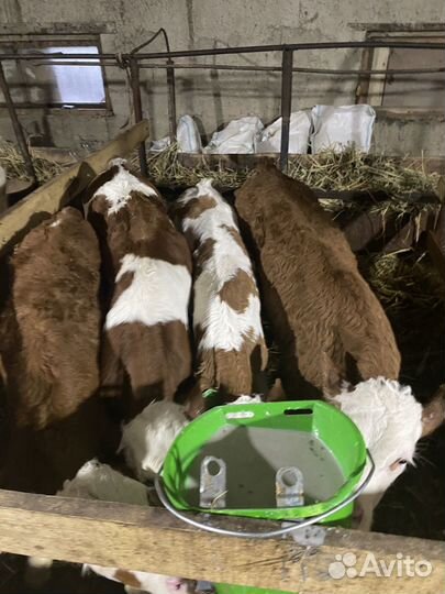 Телята бычки