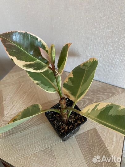 Фикус Эластика Тенеки