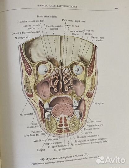 Книги по медицине Анатомия человека Синельников