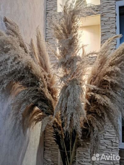 Кортадерия пампасная трава