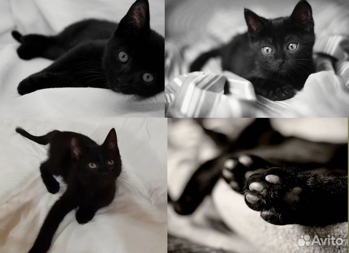 Малыш крепыш