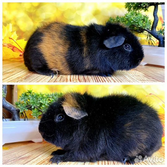 Морские свинки Америк.Тедди(самцы)