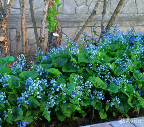 Многолетники