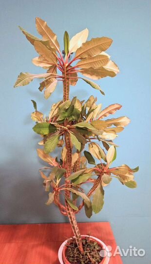 Молочай беложилковый суккулент кактус