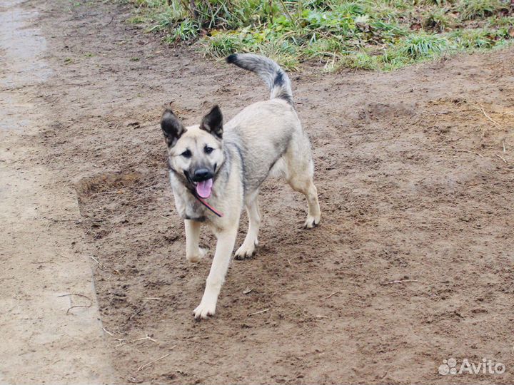 Собака в добрые руки