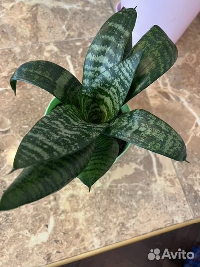 Сансевиерия