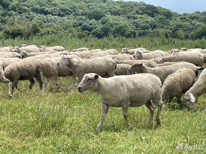 Овцы породы тексель