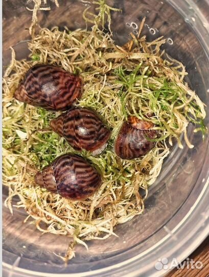 Улитки тигры и иктерики