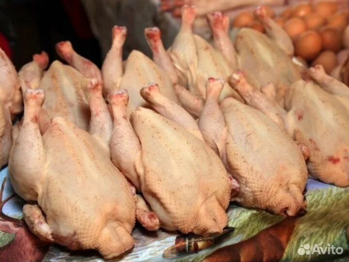 Курица, утки, муларды, кролики