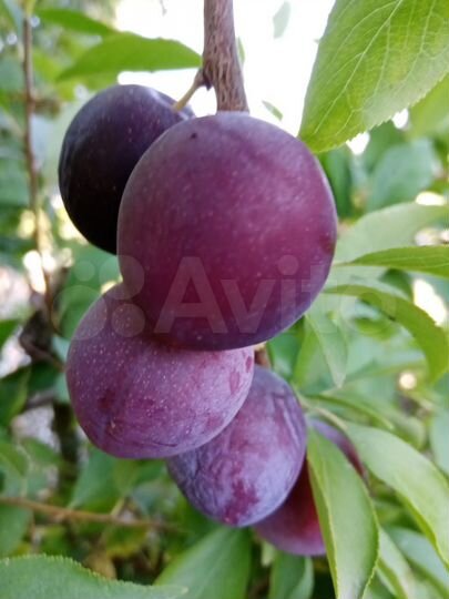 Дача 45 м² на участке 8 сот.