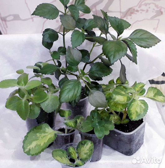 Домашние цветы (часть 2)