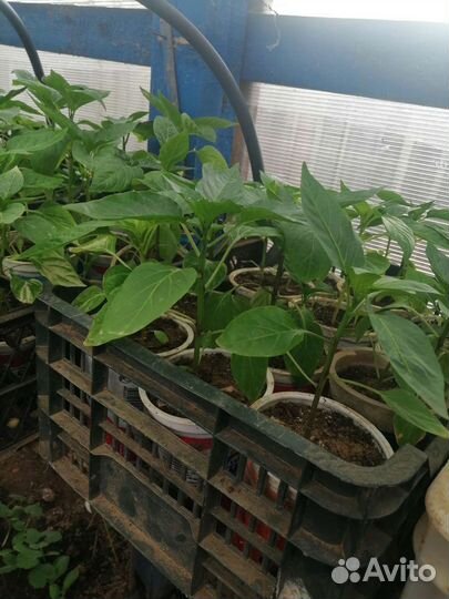 Рассада помидор и перцев