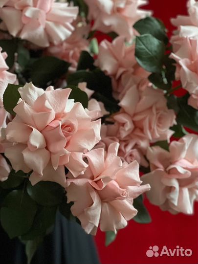 Французские розы