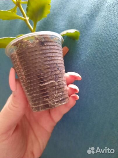 Цветок каланхое