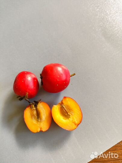 Боярышник ягоды