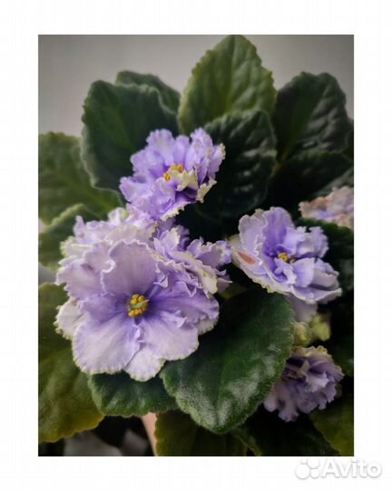 Детки сортовых фиалок