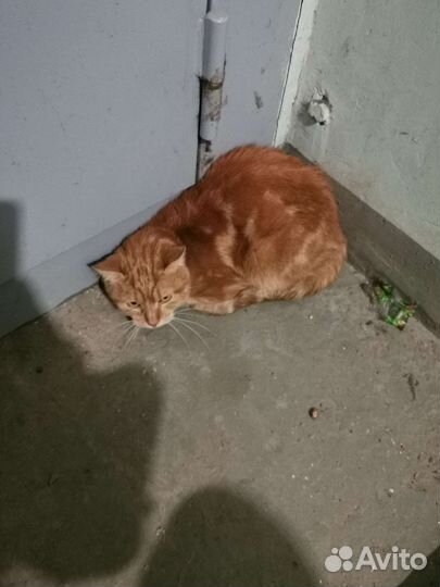 Котик в добрые руки