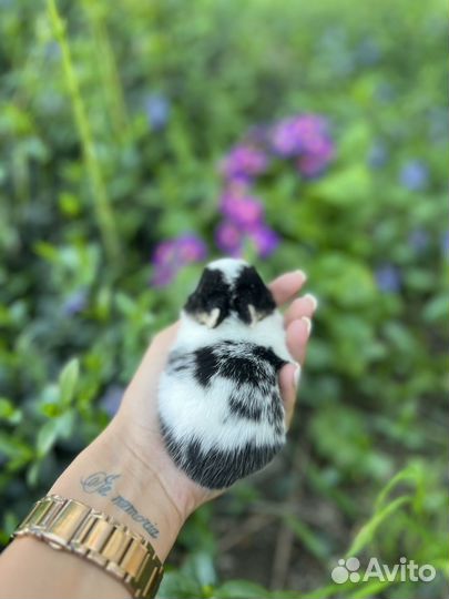 Декоративные крольчата 