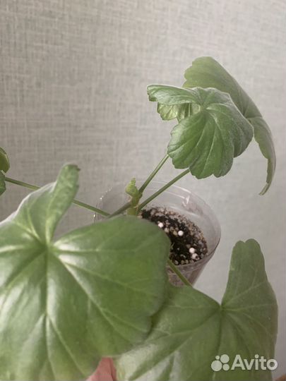 Черенки пеларгонии