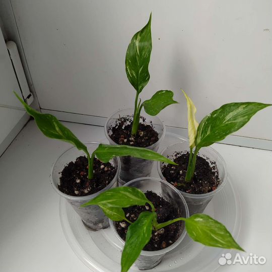 Спатифиллум домино