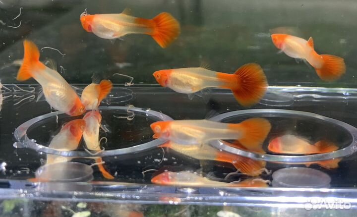 Аквариумны рыбки разные