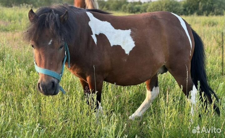 Жеребец лицензированый орловский рысак