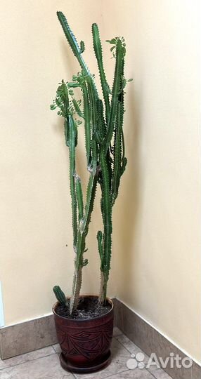 Молочай трехгранный кактус