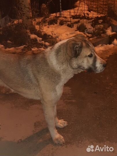 Собака алабай