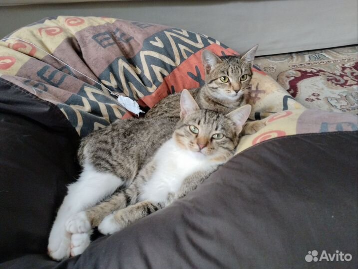 Коты мышеловы