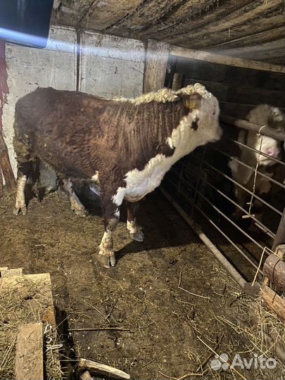 Быки герефорд на племя