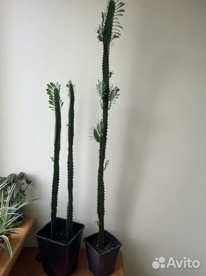 Молочай трехгранный (эуфорбия тригона)