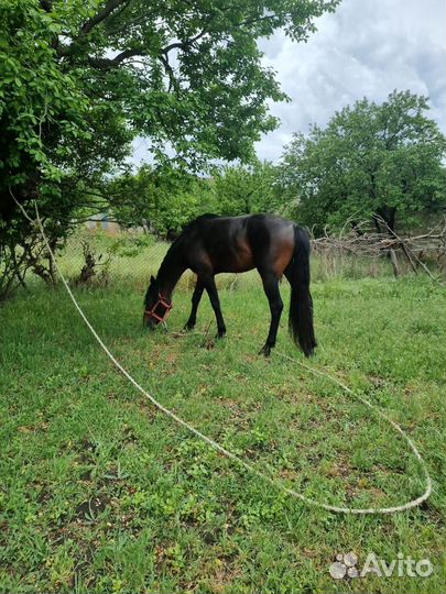 Карачаевский жеребец