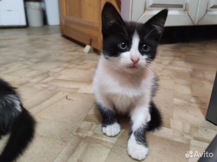 Отдам котят