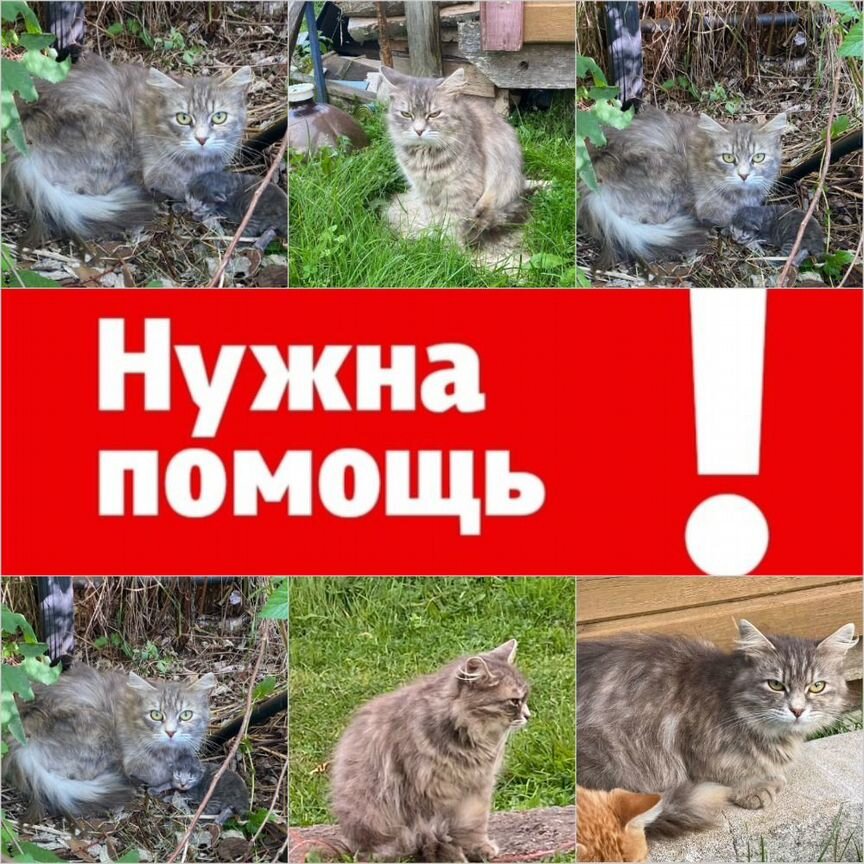 Кошка и новорожденный котенок на улице