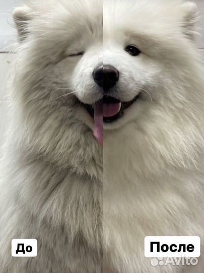 Груминг, экспресс-линька собак