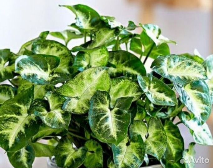 Комнатные растения цветы Сингониумы