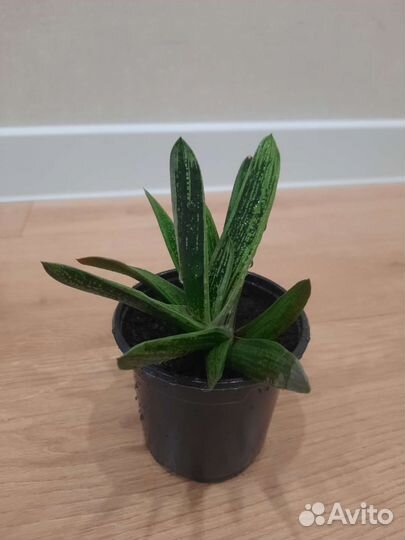 Гастерия, суккуленты