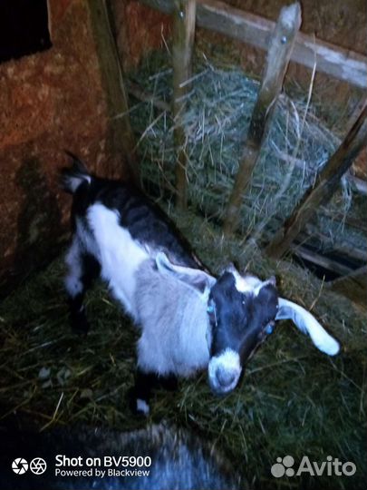 Козел альпийский